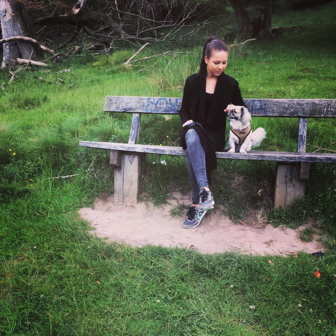 Pekingeser Mille billede 4