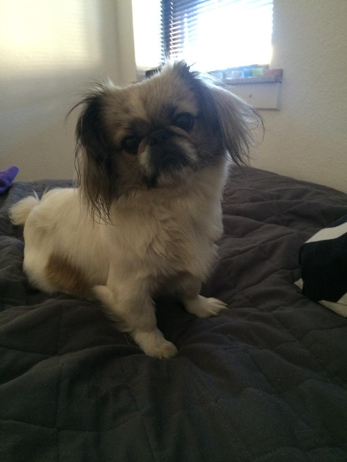 Pekingeser Mille billede 24