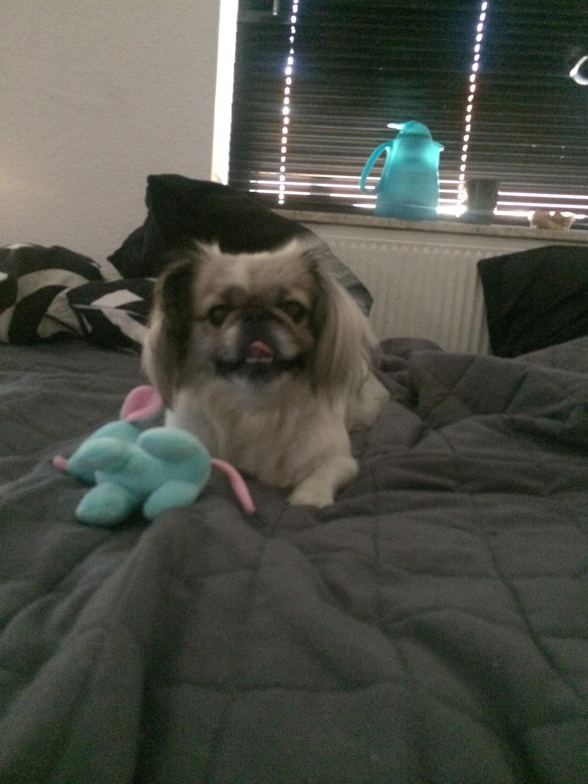 Pekingeser Mille billede 25