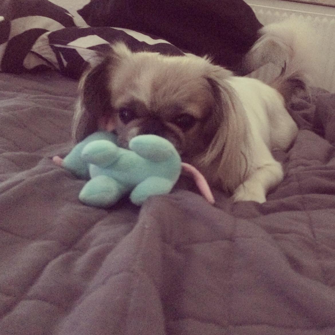 Pekingeser Mille billede 26