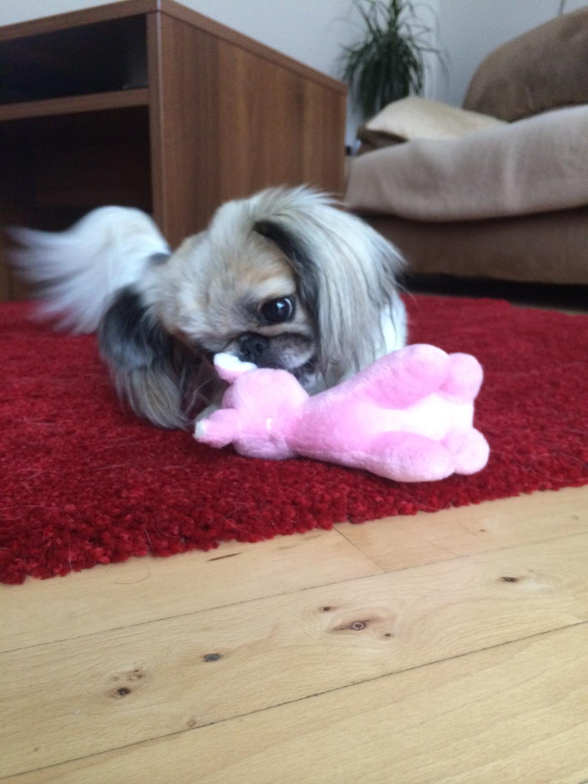 Pekingeser Mille billede 23