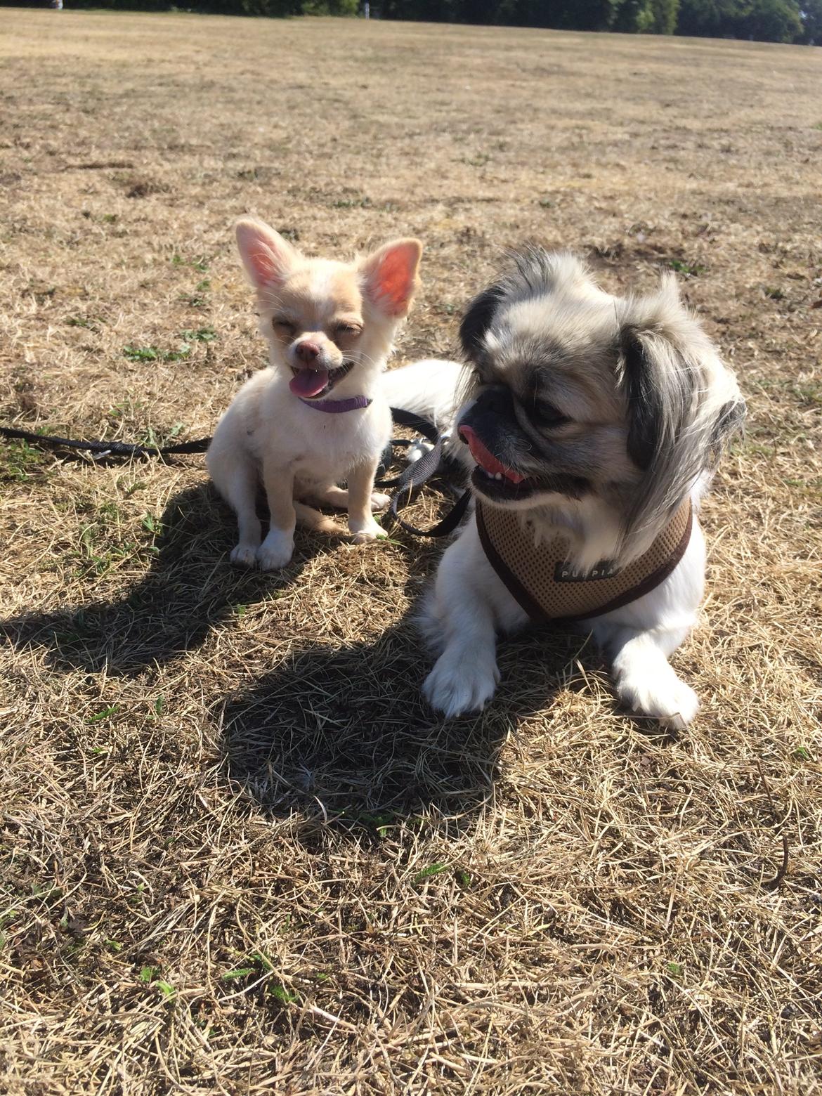 Pekingeser Mille billede 28