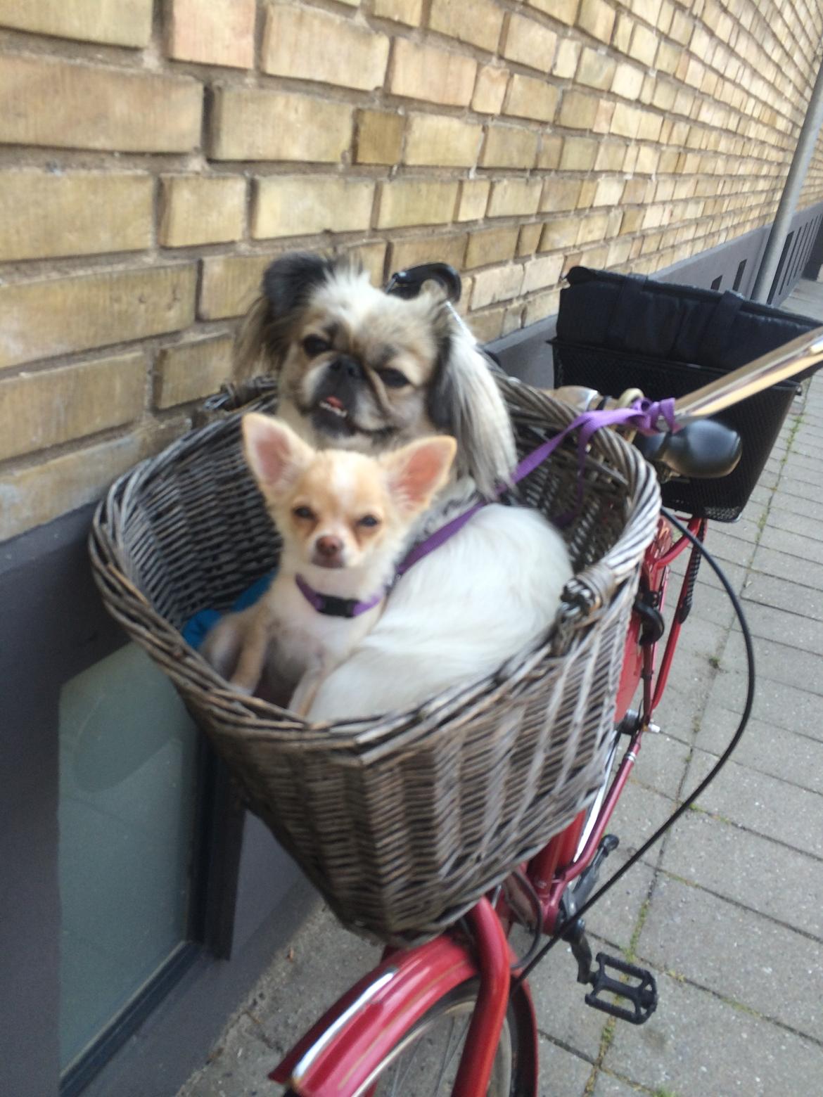 Pekingeser Mille billede 29