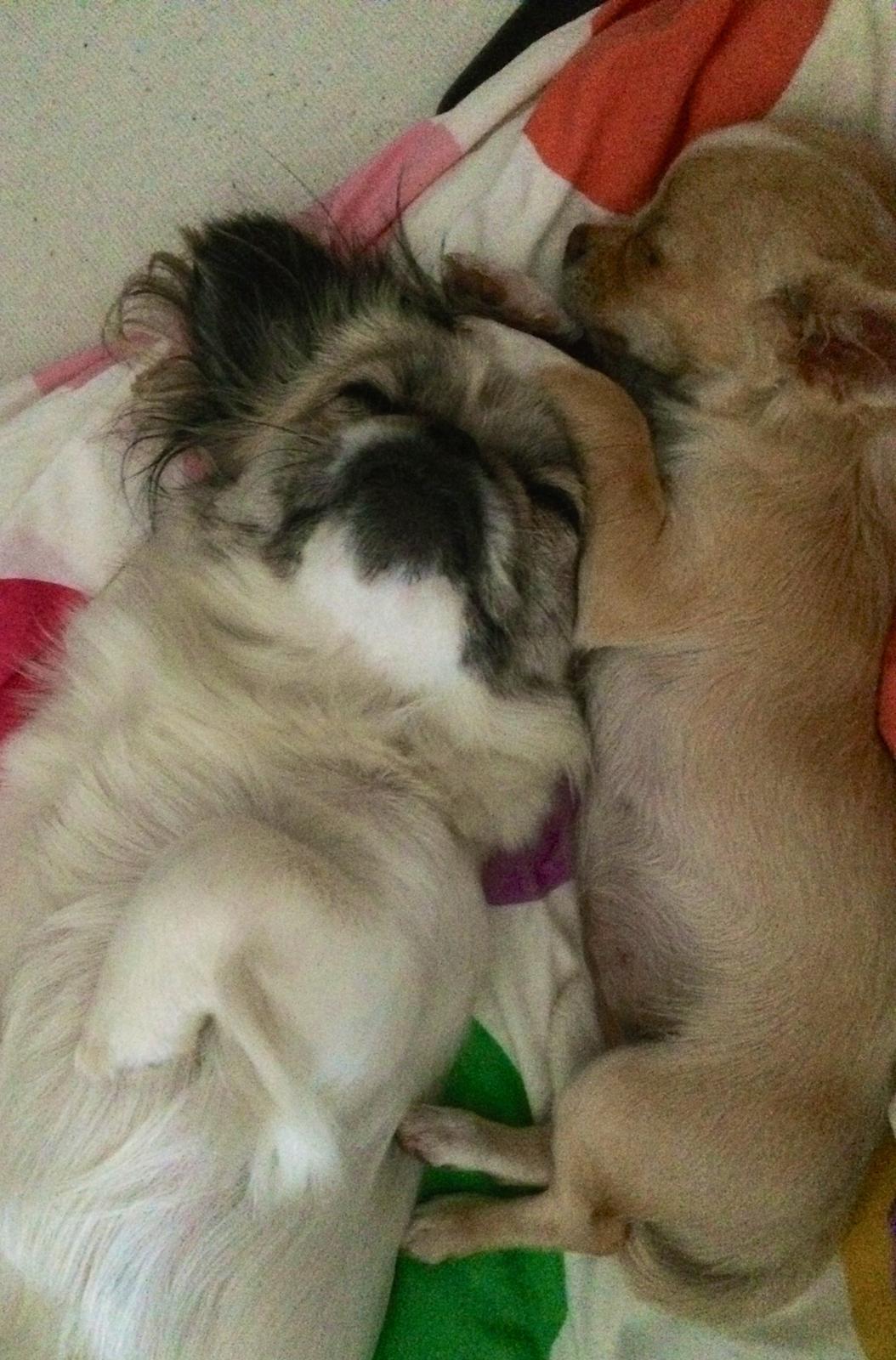 Pekingeser Mille billede 30