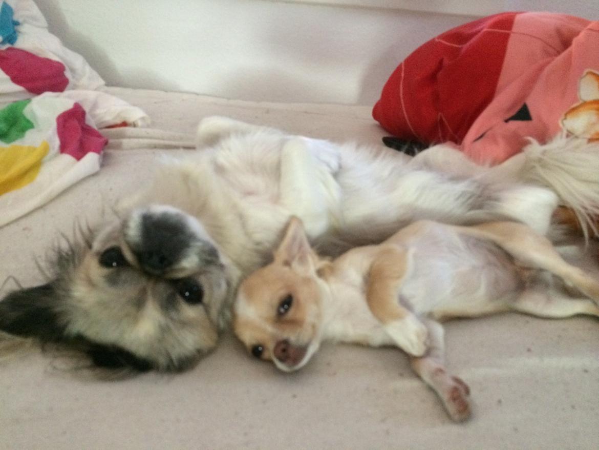 Pekingeser Mille billede 5