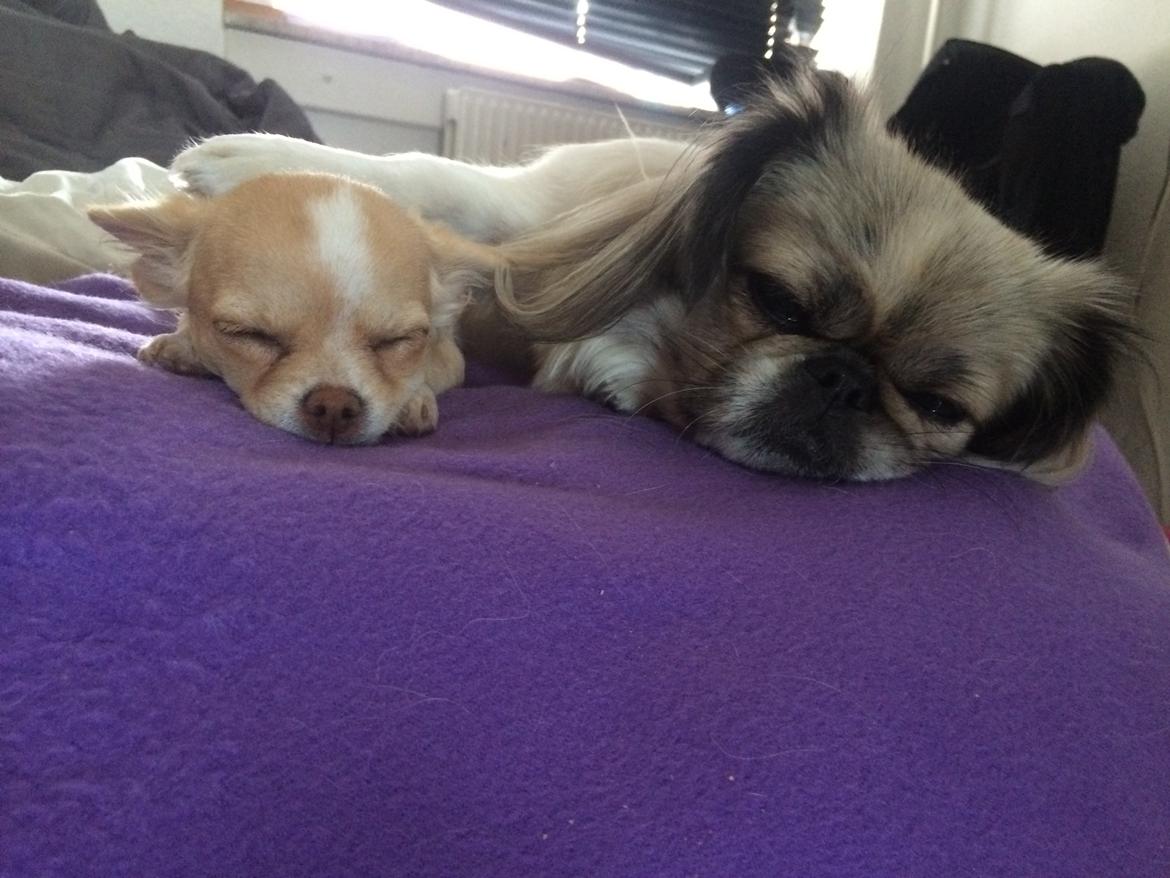 Pekingeser Mille billede 32