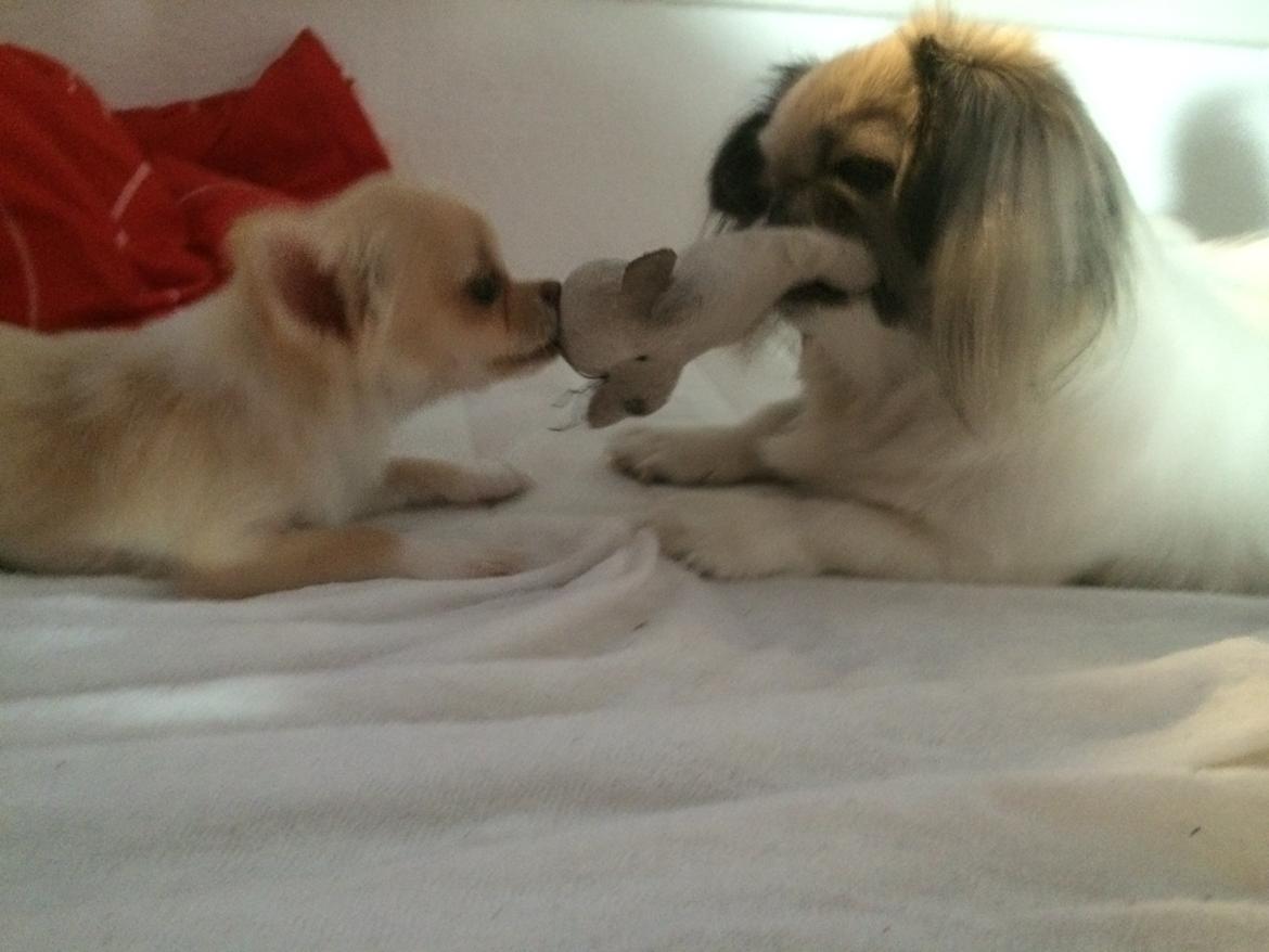 Pekingeser Mille billede 33