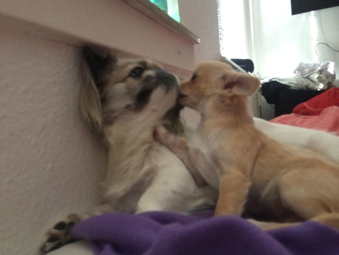 Pekingeser Mille billede 34