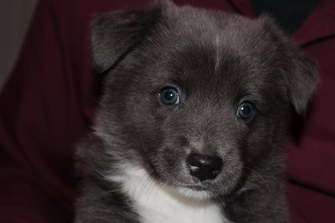 Islandsk fårehund Frekja - Farvel, håber at vi ses igen billede 8