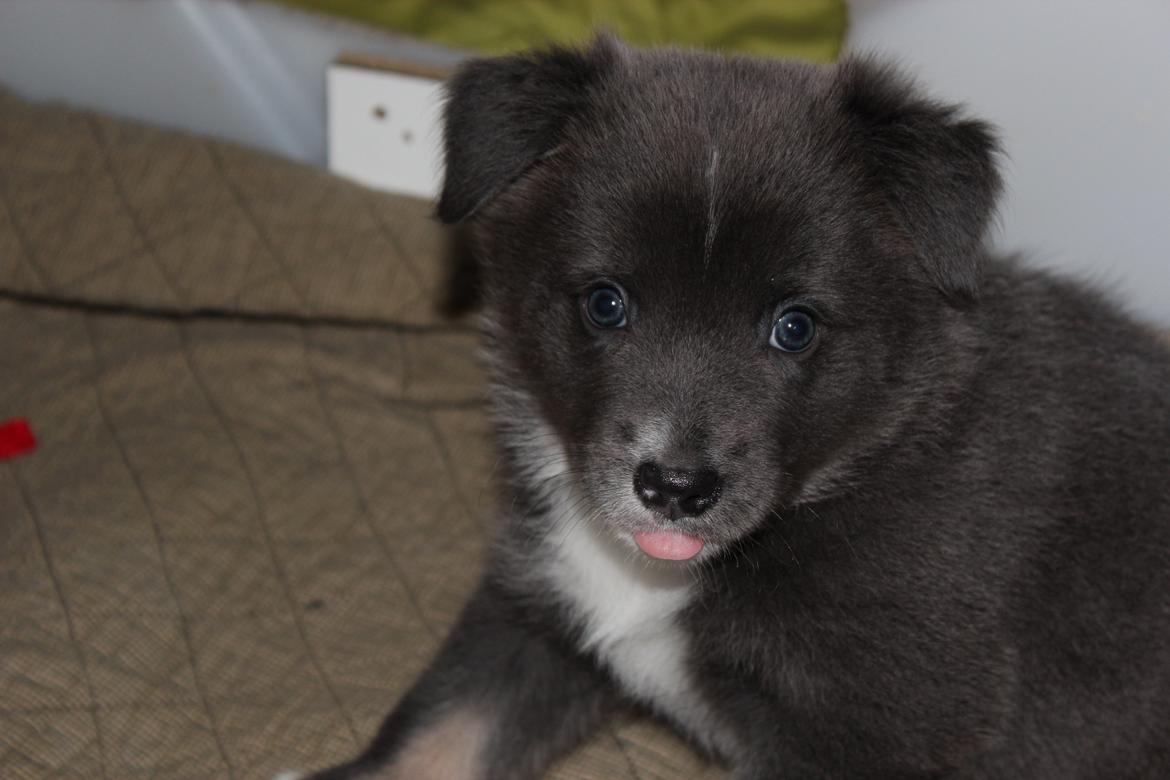 Islandsk fårehund Frekja - Velkommen til min profil billede 1