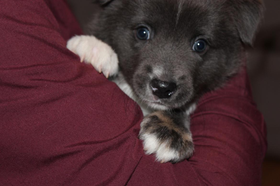 Islandsk fårehund Frekja - Jeg må hellere prøve at se sød ud. Naaaar det gør jeg jo heletiden billede 3