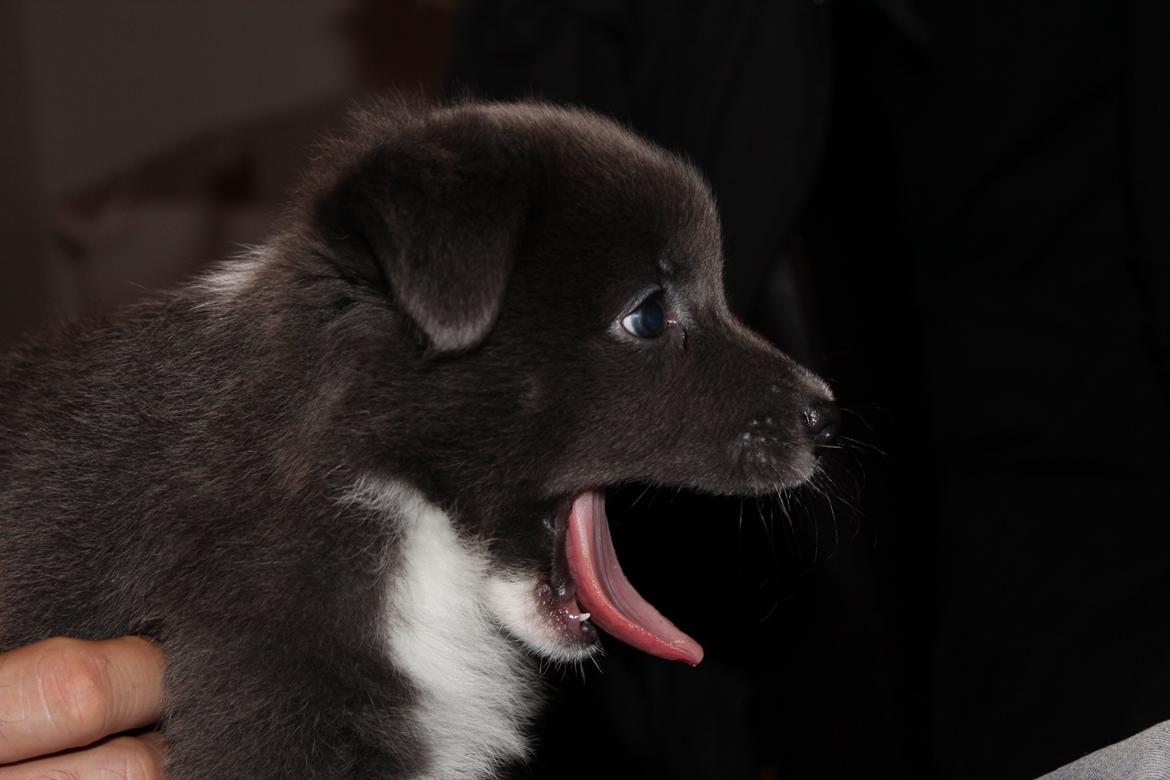 Islandsk fårehund Frekja - Ihhhh hvor er i kedelige billede 4