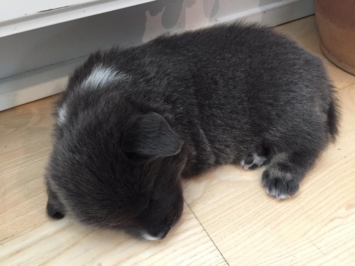 Islandsk fårehund Frekja - 4 uger gammel. Nøøj hvor var jeg sød syntes i ikke? billede 2