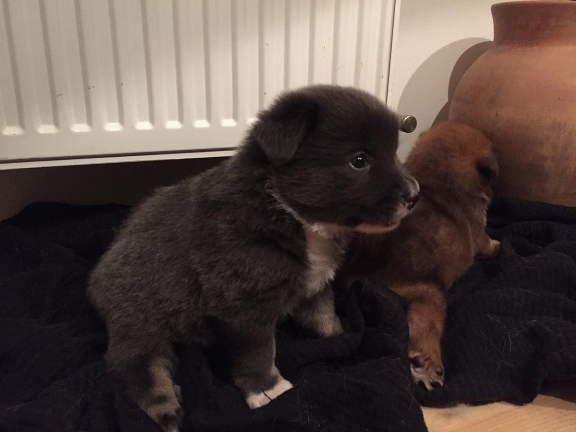 Islandsk fårehund Frekja - Hva´ søren laver de dog? billede 5