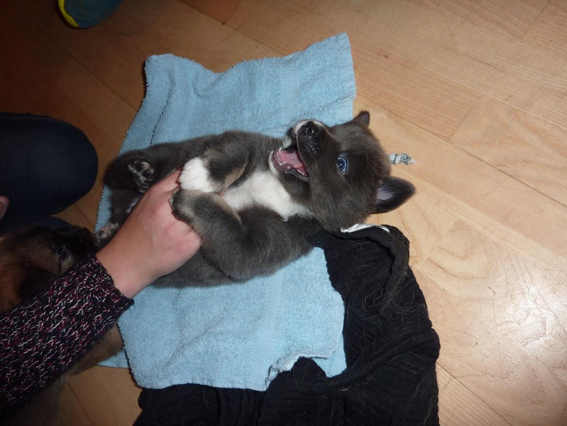 Islandsk fårehund Frekja - Stoooooooop det kilder billede 6