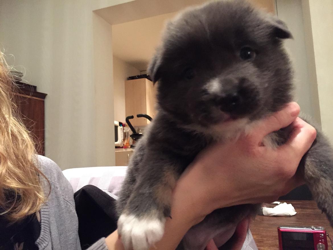 Islandsk fårehund Frekja - Hvorfor er det lige at jeg sidder her? billede 7