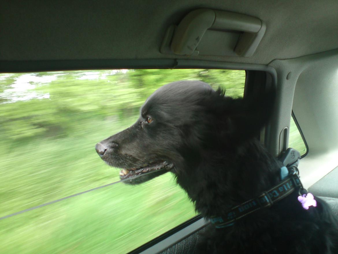 Blanding af racer Kenzo (Død) - Elsker at have hovedet ud af ruden :) billede 23