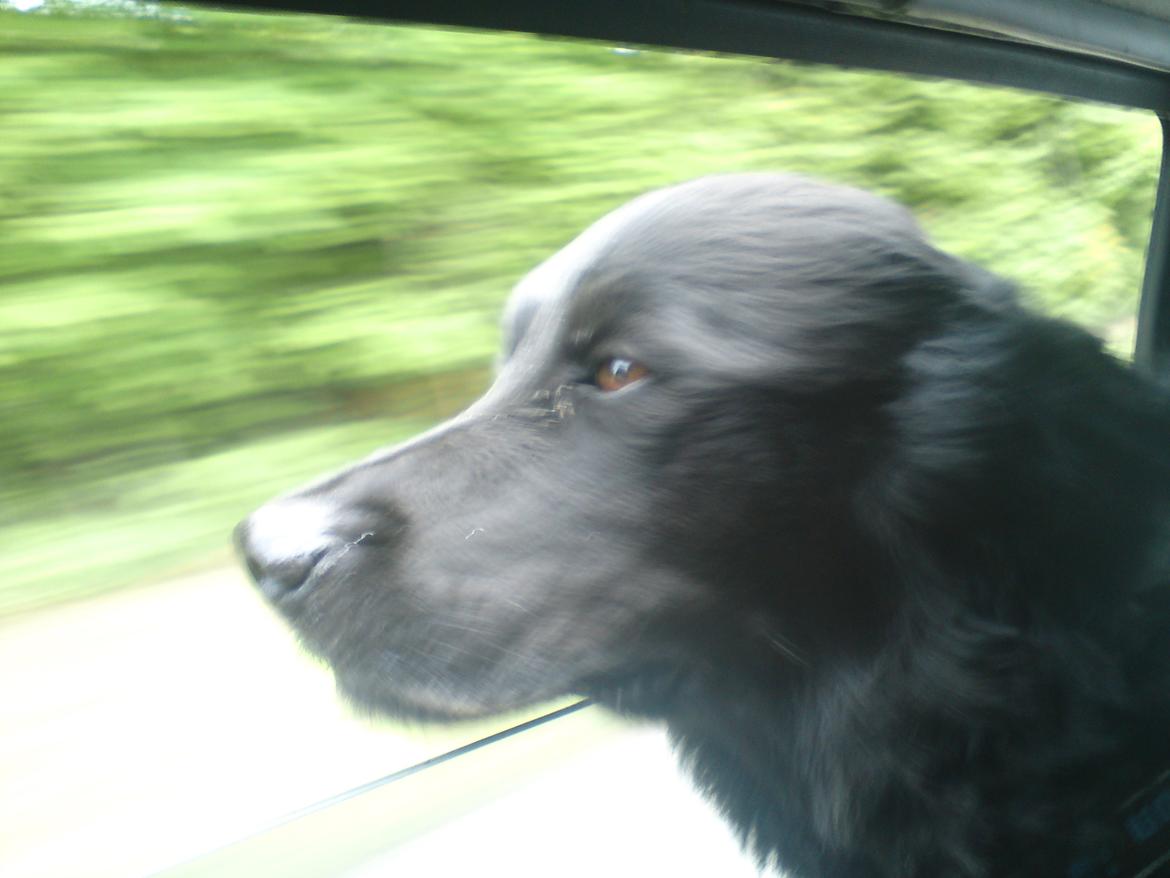 Blanding af racer Kenzo (Død) billede 25