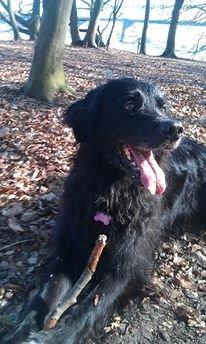 Blanding af racer Kenzo (Død) - Her er jeg i skoven :) billede 26