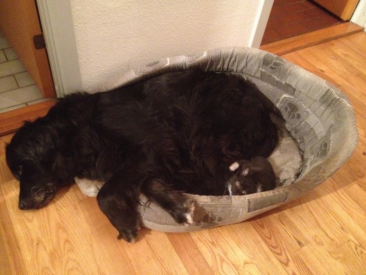 Blanding af racer Kenzo (Død) billede 27