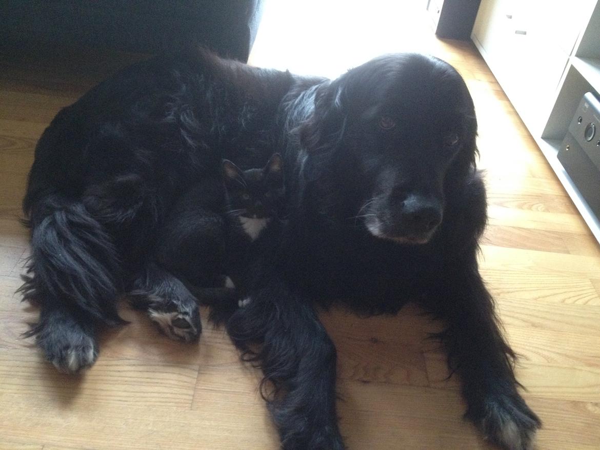 Blanding af racer Kenzo (Død) - Igen sammen med fru. Duddie. billede 2