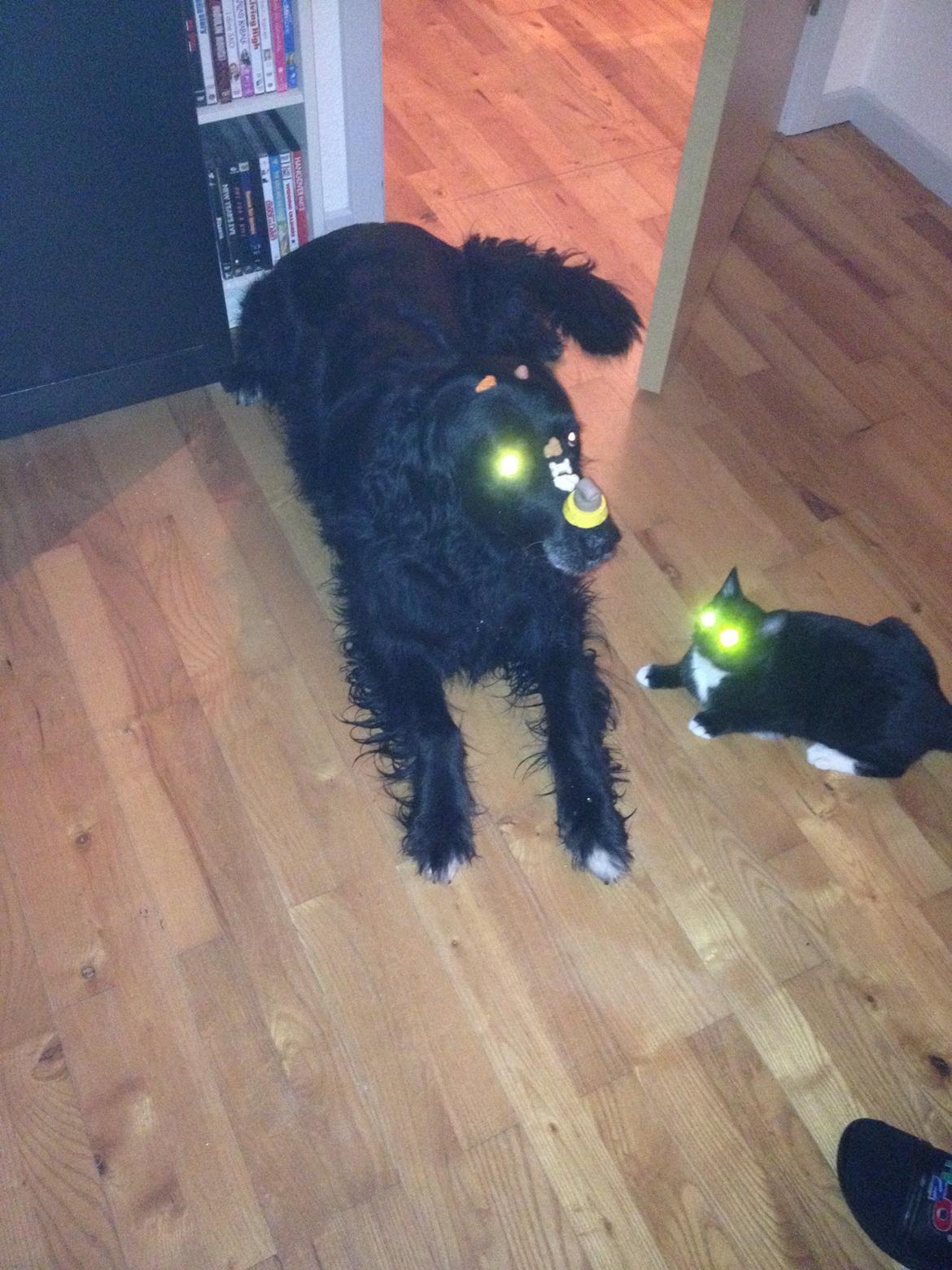 Blanding af racer Kenzo (Død) - Viser fru. Duddie lidt tricks. billede 5