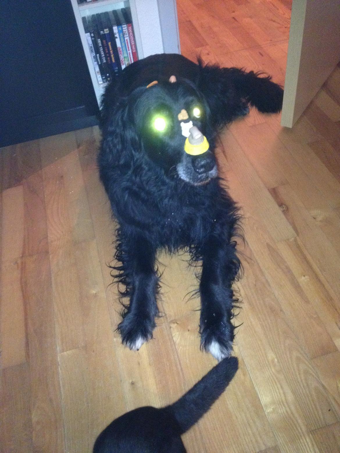 Blanding af racer Kenzo (Død) billede 28