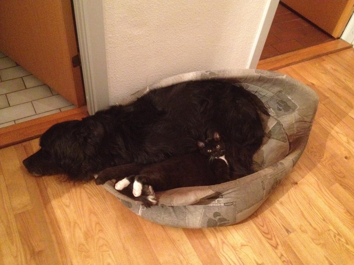 Blanding af racer Kenzo (Død) billede 29