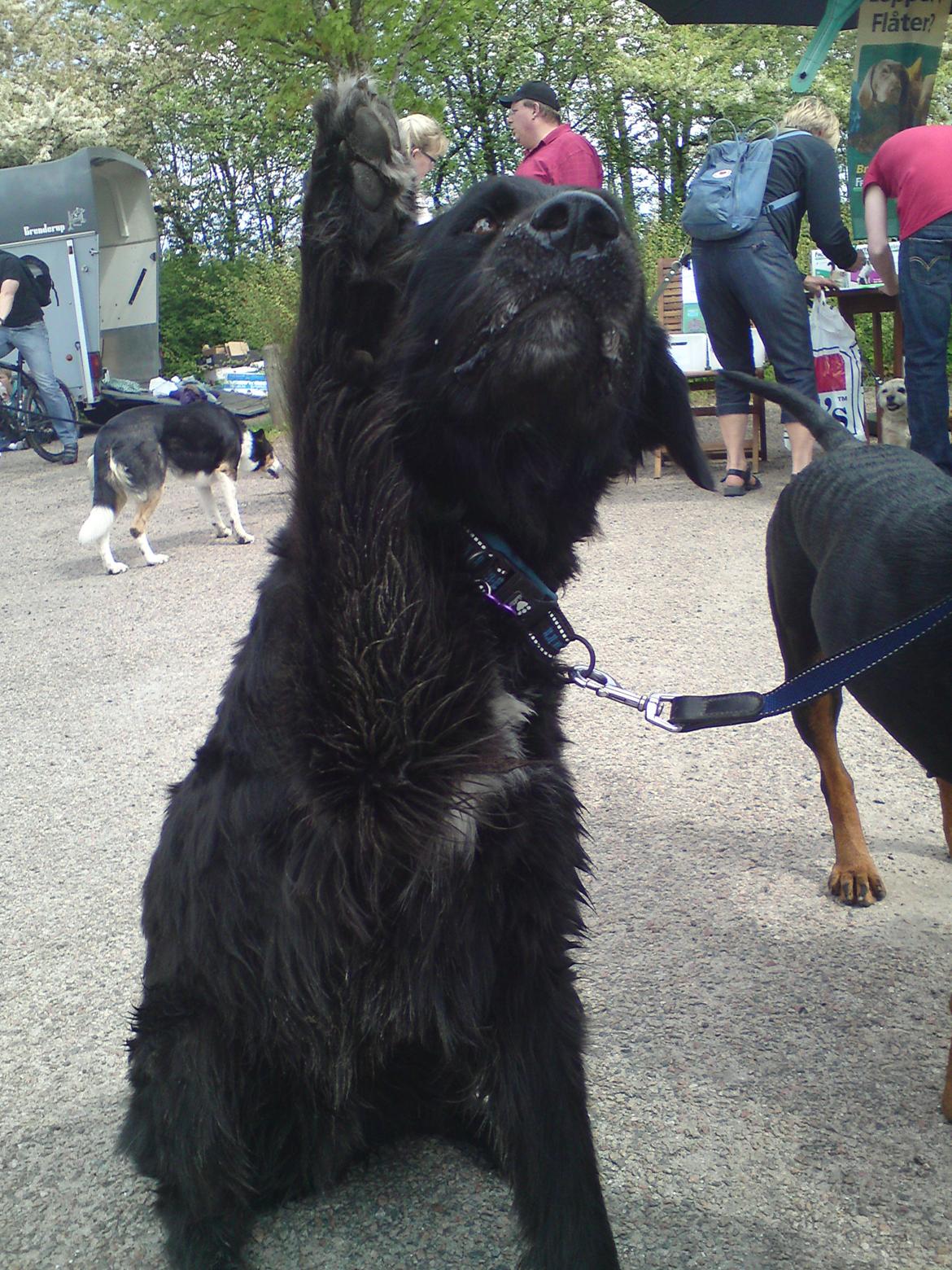 Blanding af racer Kenzo (Død) - Vinker til hundetræf. billede 24