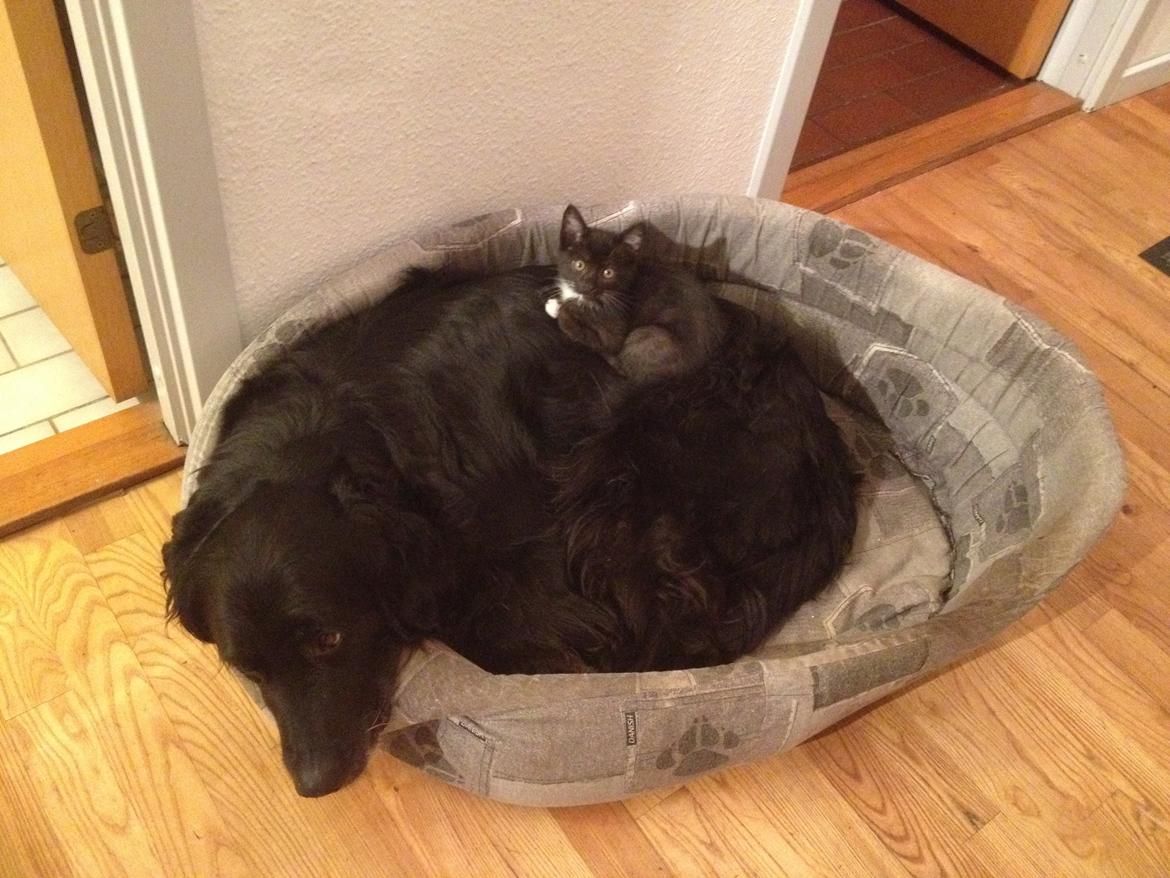 Blanding af racer Kenzo (Død) - Her ligger jeg med fru. Duddie. billede 1