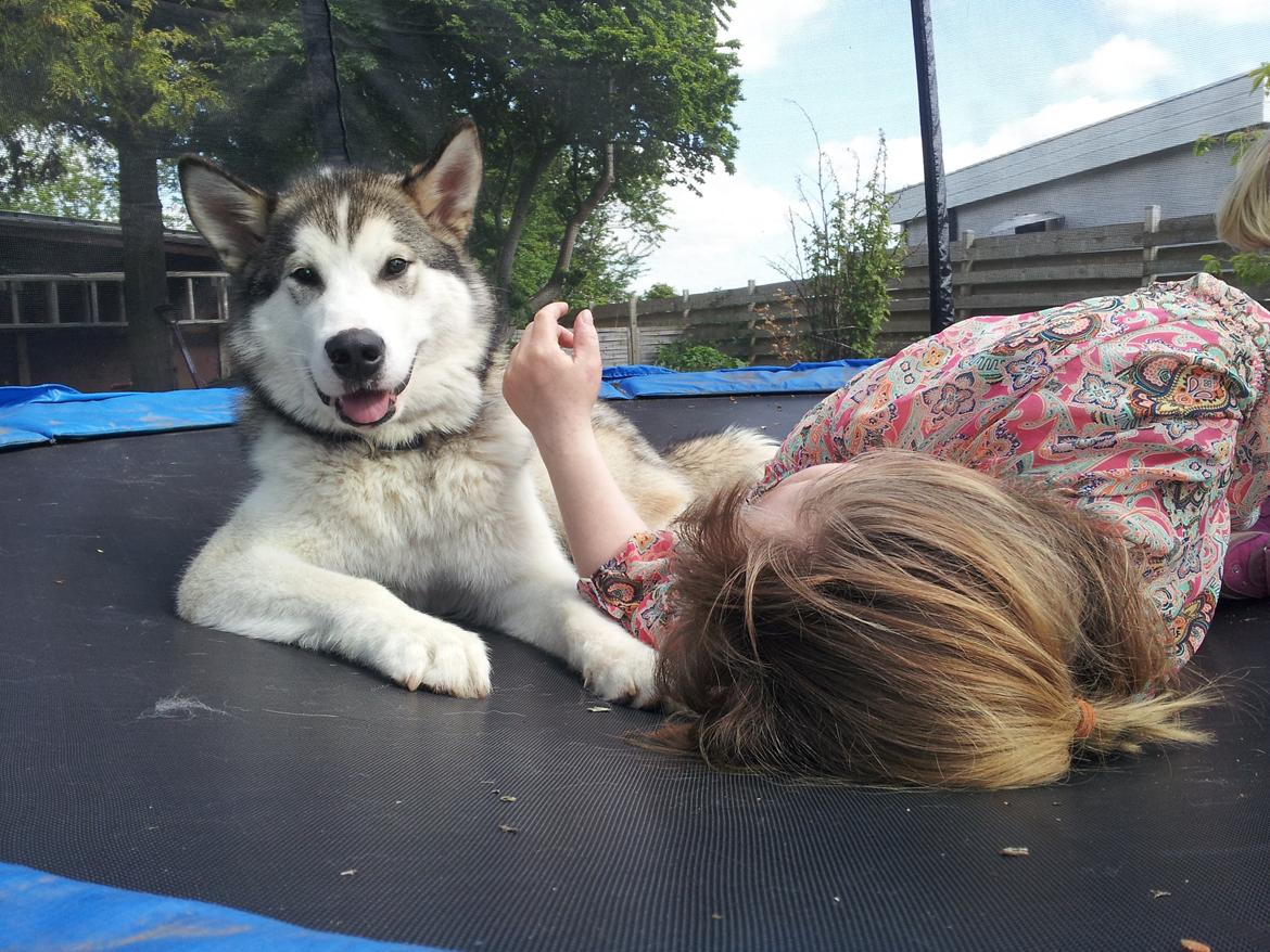 Alaskan malamute Riina (himmelhund) billede 4