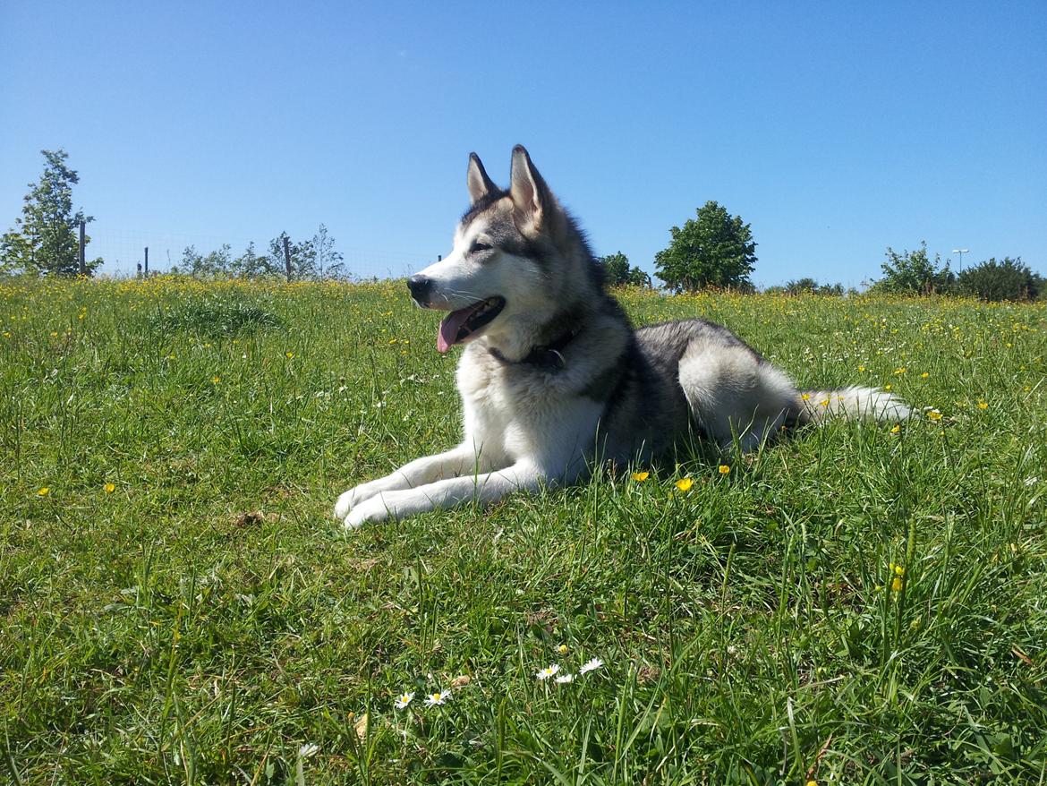 Alaskan malamute Riina (himmelhund) billede 1