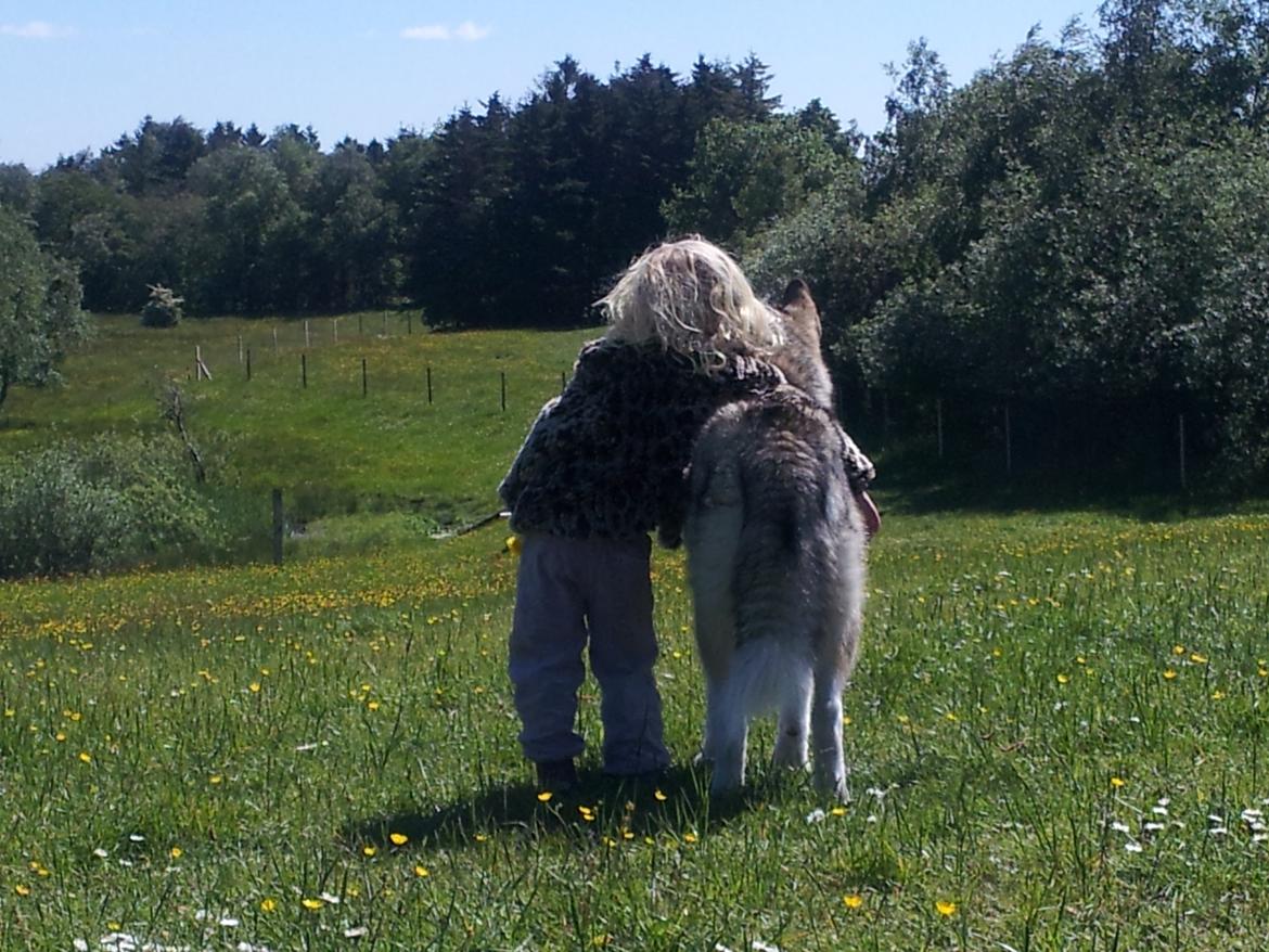Alaskan malamute Riina (himmelhund) billede 2