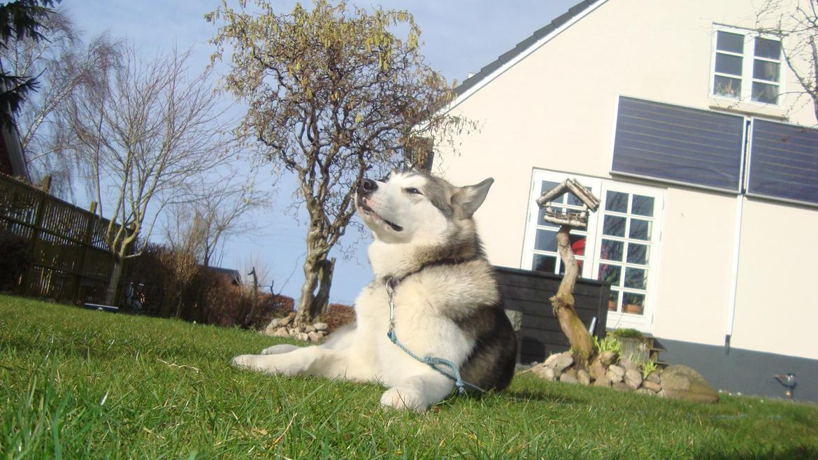 Alaskan malamute Riina (himmelhund) billede 6
