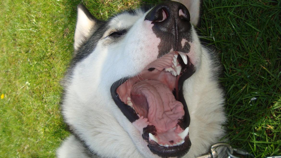 Alaskan malamute Riina (himmelhund) billede 24