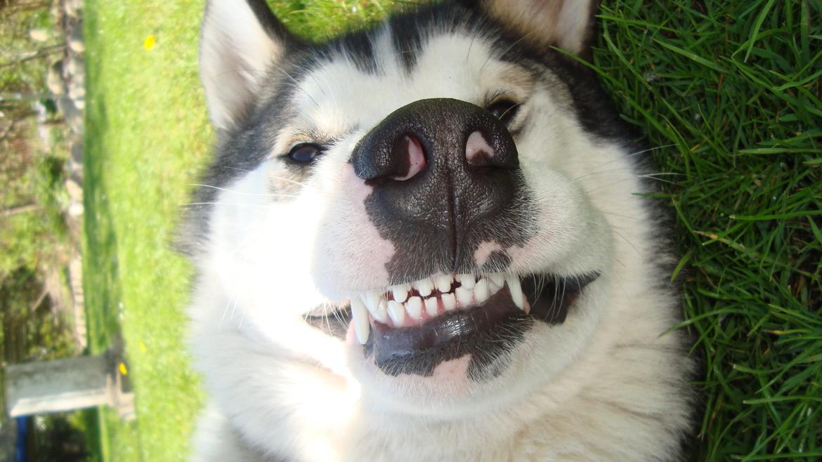 Alaskan malamute Riina (himmelhund) billede 27