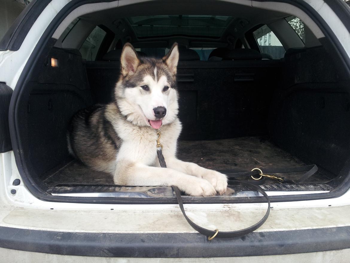 Alaskan malamute Riina (himmelhund) billede 9