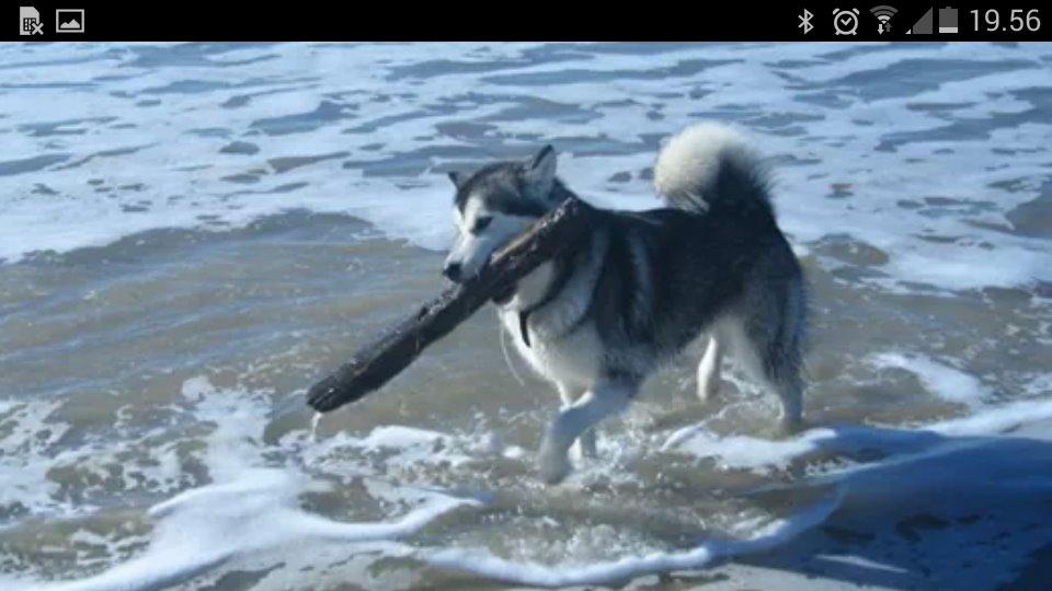 Alaskan malamute molli billede 6