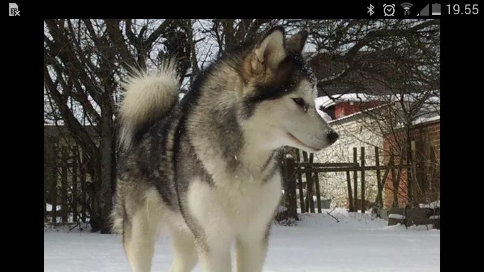Alaskan malamute molli billede 7
