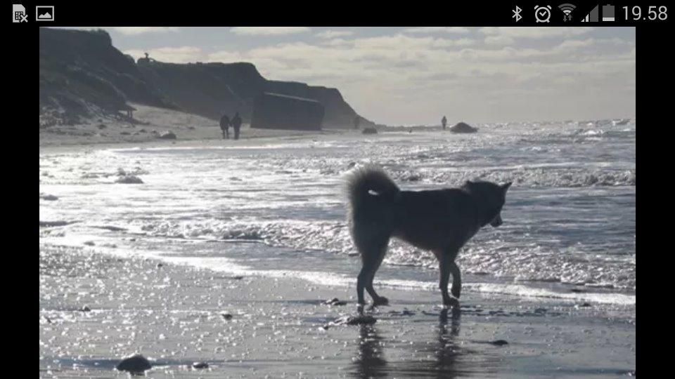 Alaskan malamute molli billede 8