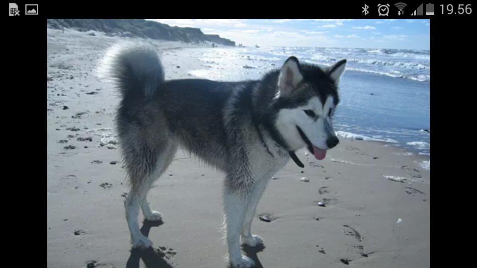 Alaskan malamute molli billede 9