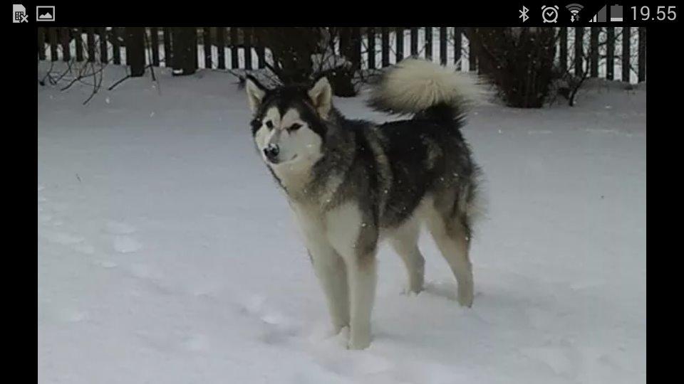 Alaskan malamute molli billede 10