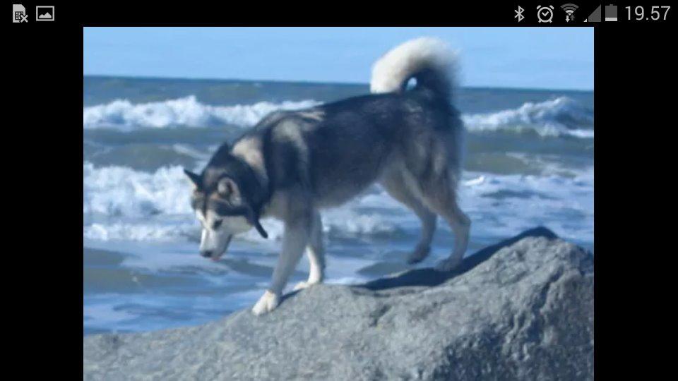 Alaskan malamute molli billede 11