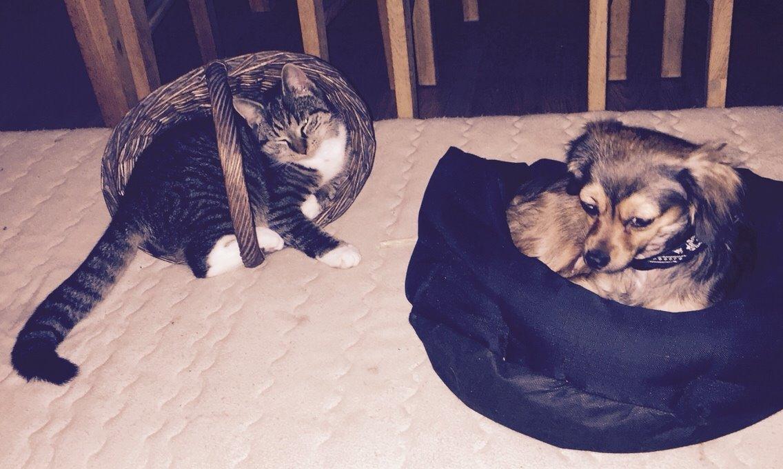 Blanding af racer Luna billede 39