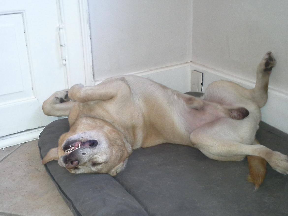 Labrador retriever Buster (himmelhund) - Sjov måde at sove på billede 20