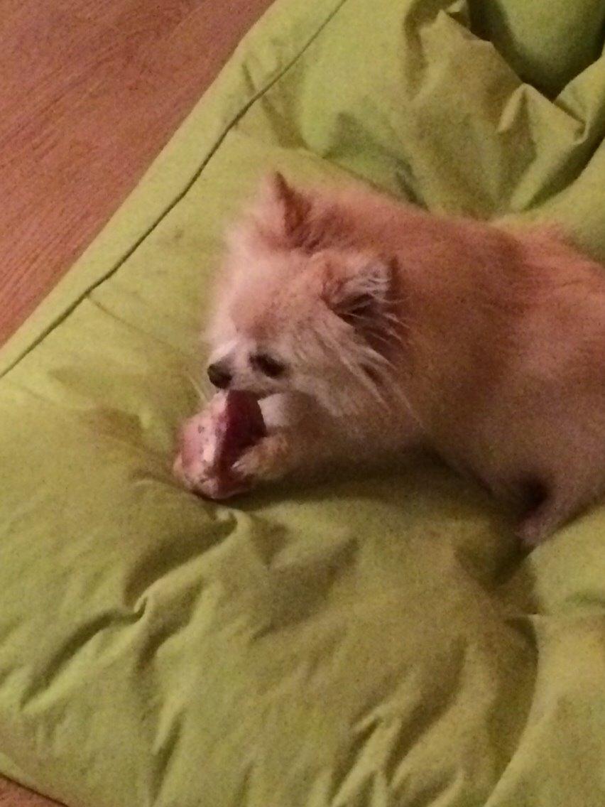 Pomeranian Cocio billede 27