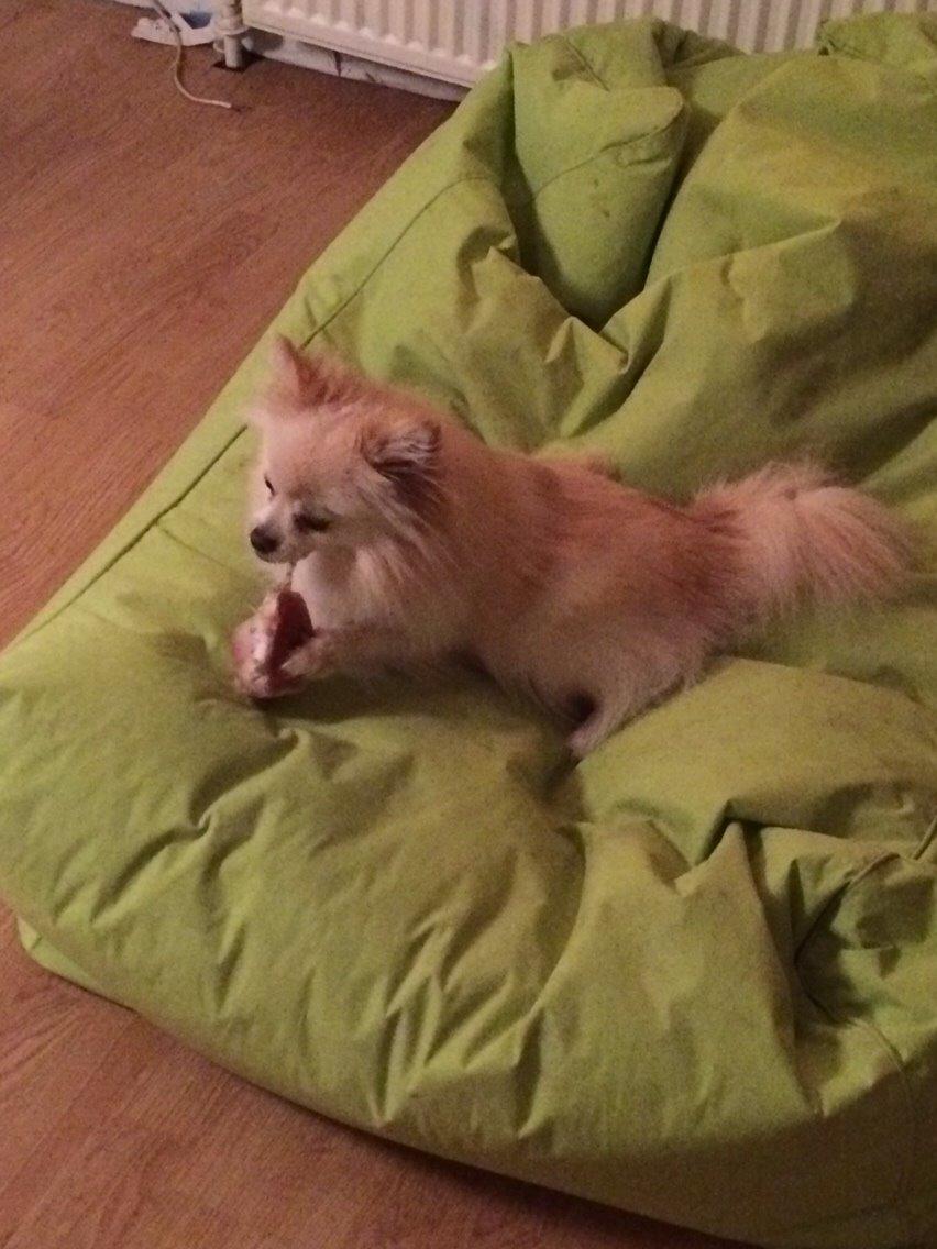 Pomeranian Cocio billede 28