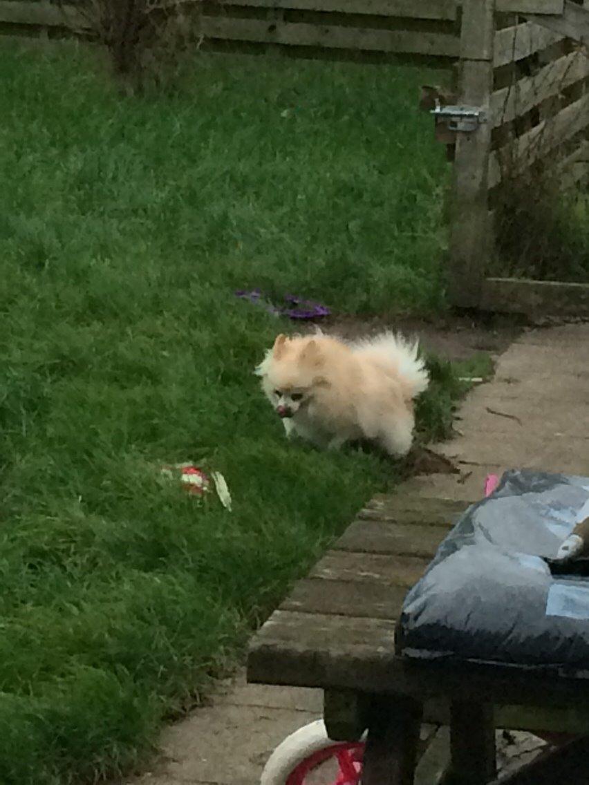 Pomeranian Cocio billede 29