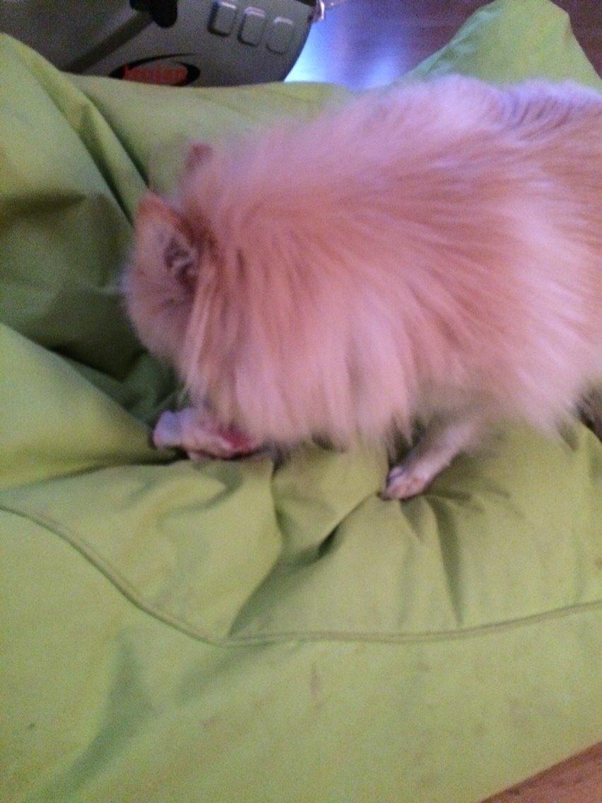 Pomeranian Cocio billede 30