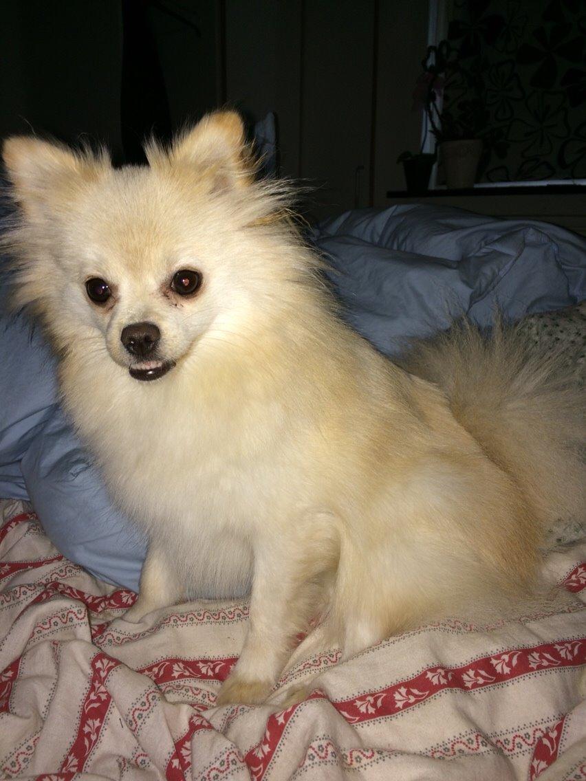 Pomeranian Cocio billede 31